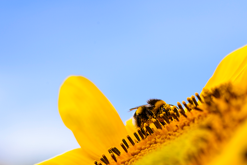 Illustration for article titled Shooting Challenge: Bugs 3